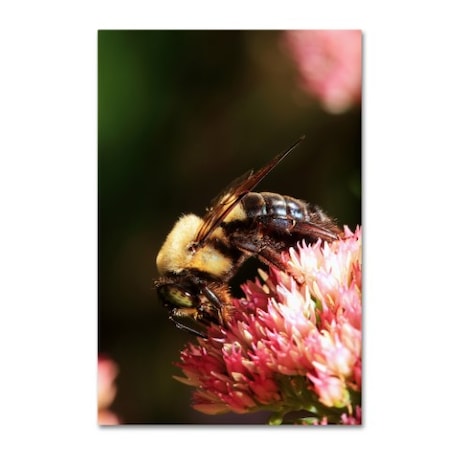 Jason Shaffer 'Bumblebee' Canvas Art,30x47